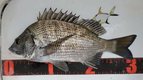 全游动矶钓教程 腾讯视频