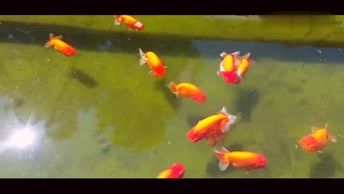 金鱼池西区 腾讯视频