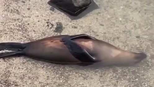 脑子进点水 腾讯视频