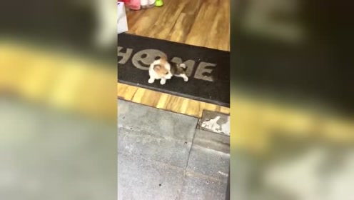 最会演戏的狗 腾讯视频