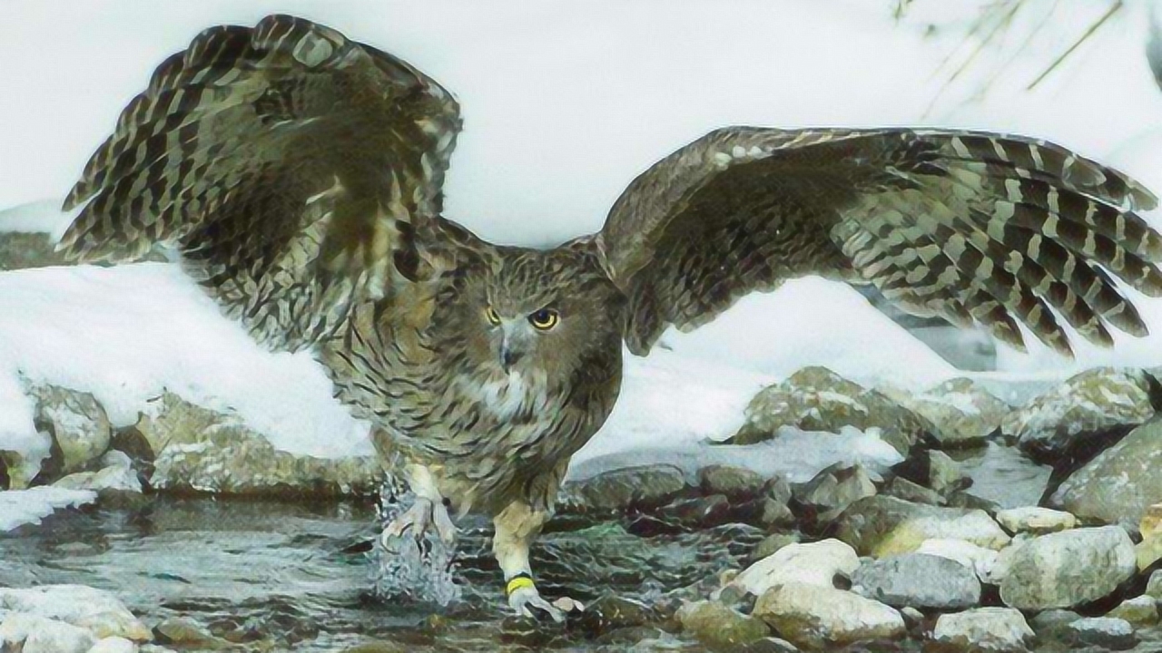 世界上最大猫头鹰你见过吗?时隔35年再现,比大熊猫还珍贵!