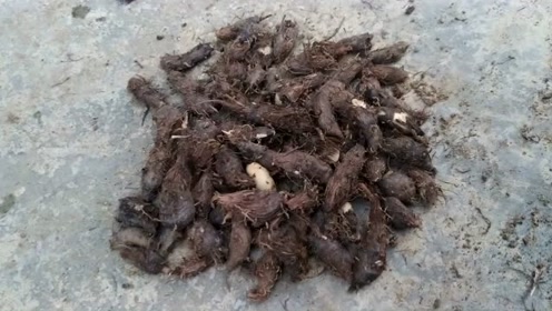 雷公头《香附子》农民讨厌的十大恶性害草,它可是一种名贵的中药材.