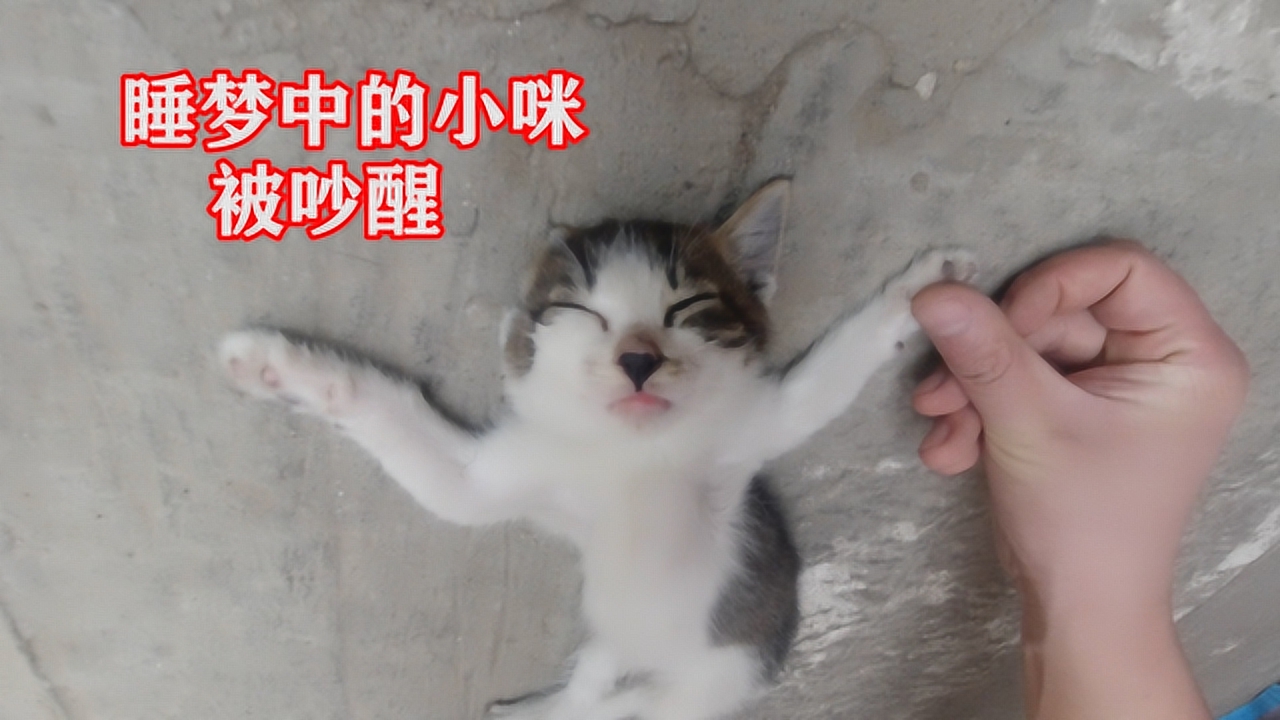 小猫睡梦中被吵醒,伸伸懒腰继续睡,蠢萌蠢萌的可爱.