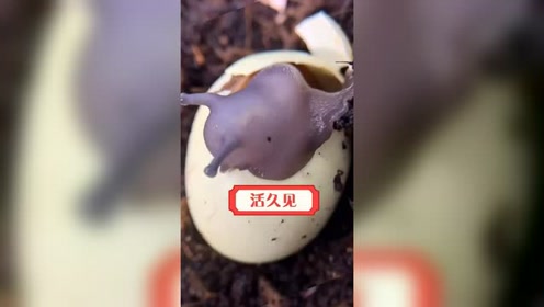 蜗牛蛋见过吗 腾讯视频