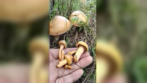 新出的松伞蘑菇,一大窝新鲜无比,太带劲了