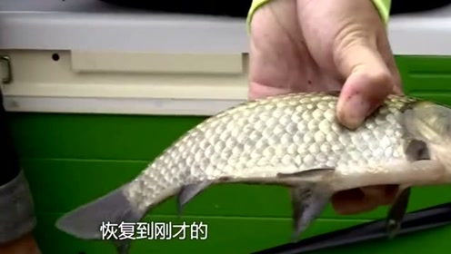 作钓后期商品饵做的拉饵诱鱼力度更强，保持中鱼节奏