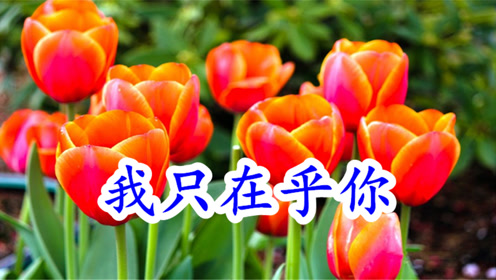 浪漫情歌!一首《我只在乎你》,深深的爱着你,时时想着你