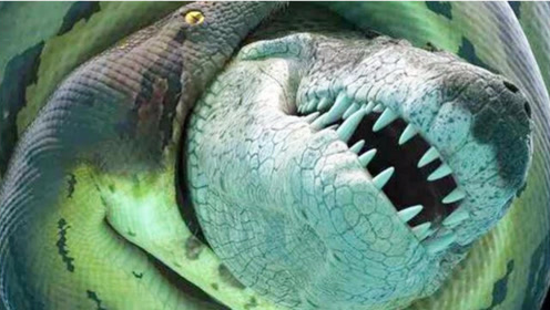 地球历史上最大的蟒蛇:泰坦巨蟒,以鳄鱼为食太恐怖了!