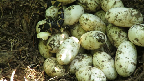 科研人员野外见证野生扬子鳄宝宝破壳,坚强可爱的样子,萌化了