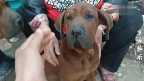 东北虎犬 腾讯视频