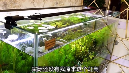 Led水草灯 腾讯视频