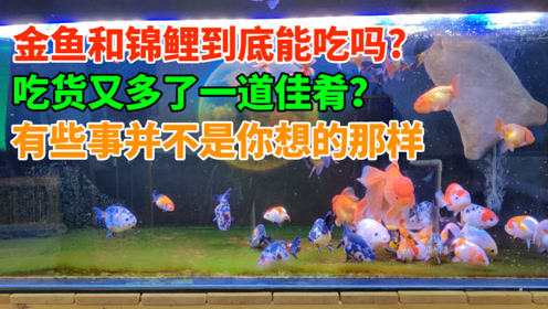 锦鲤金鱼吃粥高清 腾讯视频
