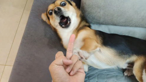 主人对狗狗竖中指,狗狗会是啥反应?看完笑得我肚疼