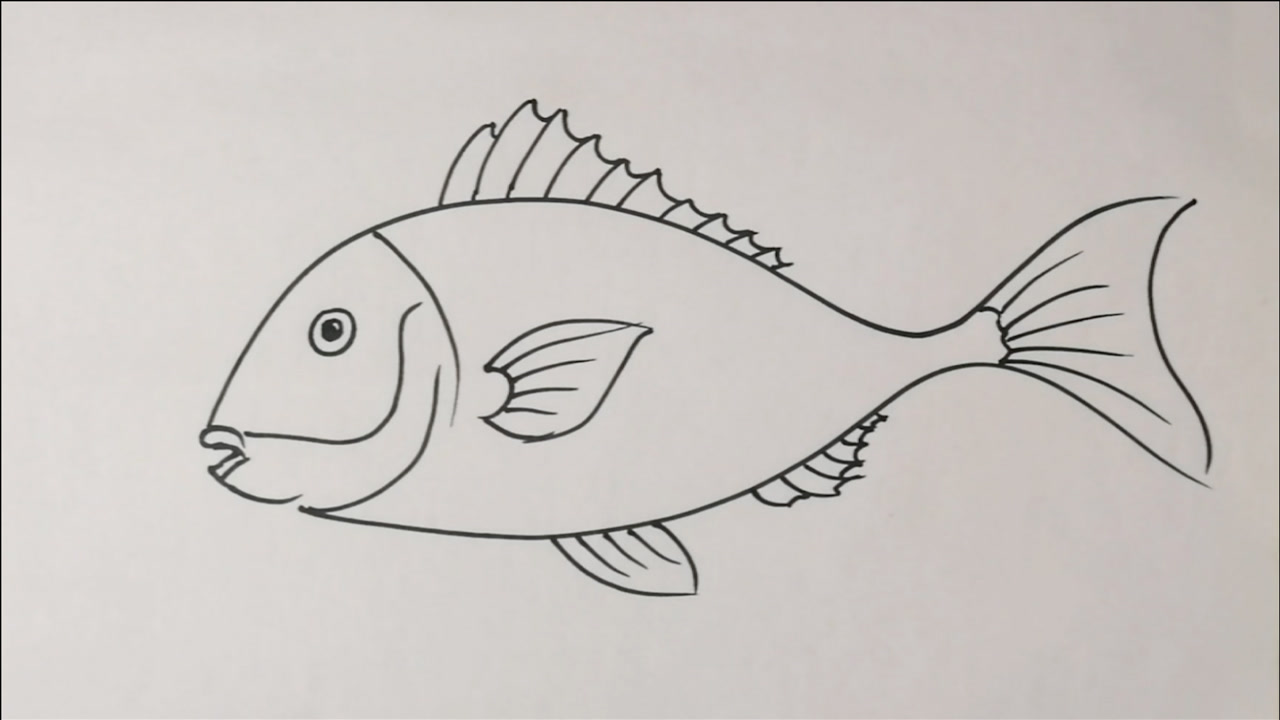 学绘画/怎样画鱼