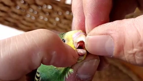 扒开小嘴看看舌苔,就能知道鹦鹉会不会说话?学到了!
