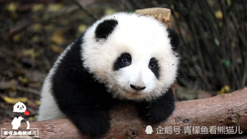 熊猫宝宝和花真卖萌的小天才 小熊精也太会勾人了 腾讯om视频 腾讯网