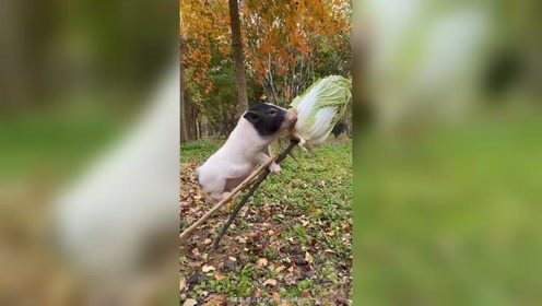 正宗的猪拱白菜