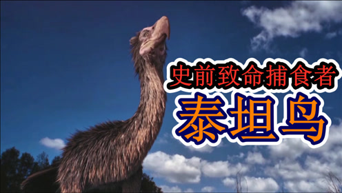 史前恐怖肉食动物,泰坦鸟!放现在是什么样的水平?