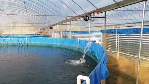 广西贵港赤眼鱼养殖场进6万多尾鱼苗,每个池放1万高密度养殖