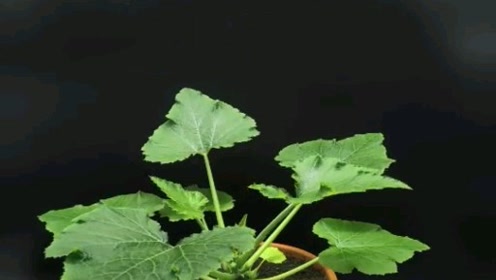 植物的成长过程 腾讯视频