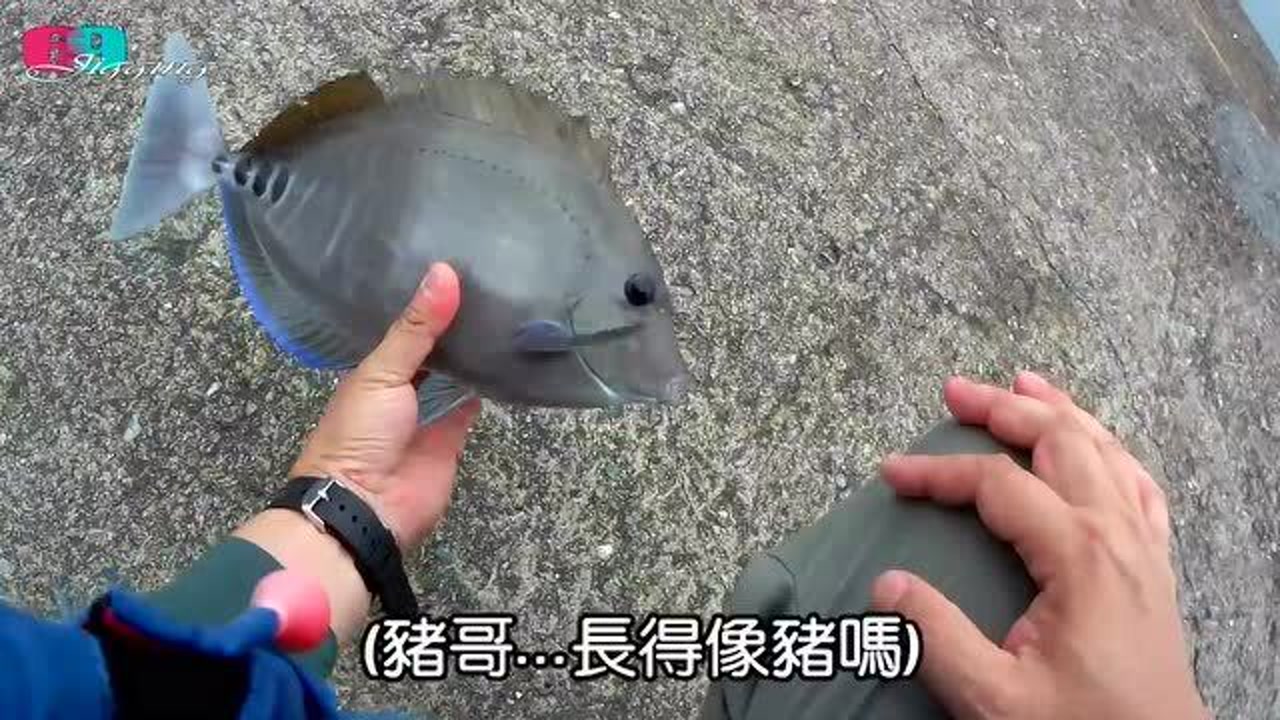 矶钓 诱饵笼远投钓黄鸡鱼教学 猪哥鱼菜钩法教程 干货 好钓鱼