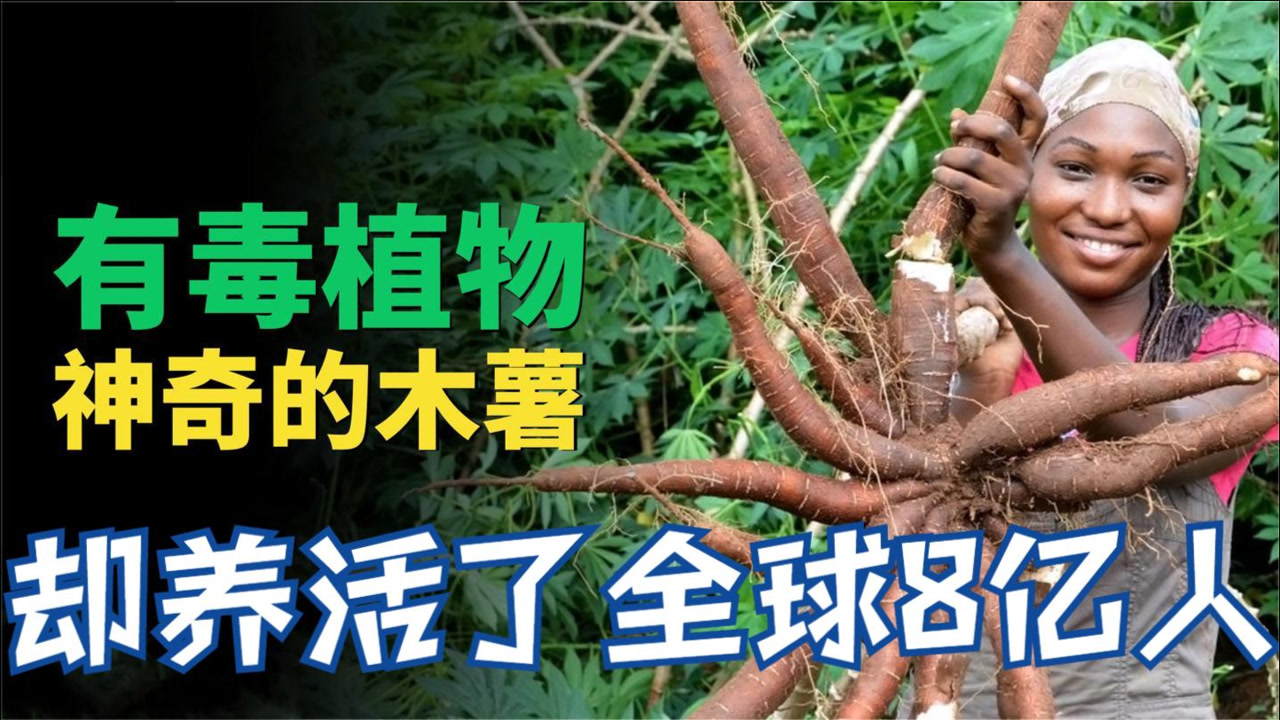 木薯(大戟科木薯属植物)_搜狗百科
