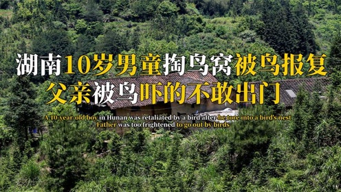 湖南10岁男童掏鸟窝被鸟报复,父亲保护儿子被袭击,吓的不敢出门