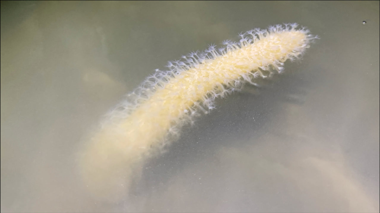 小崔赶海,发现海玉米搓一搓会发光,还有百亩"象拔蚌"这也太多了吧