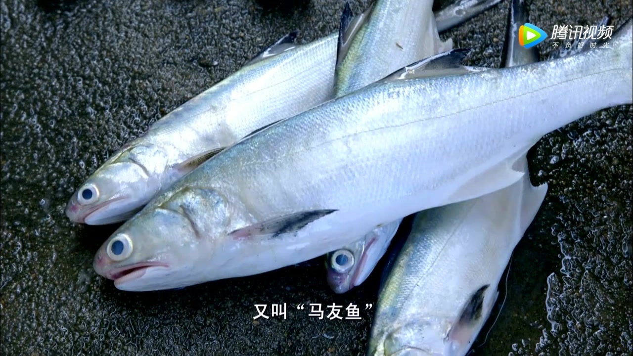 清蒸午笋鱼,凉拌虾姑,捕鱼人家伙食太好了