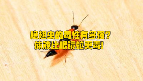 这小虫子有毒太可怕,切忌用手拍上传者:蓝睛时 间:2021-10-13"隐翅虫"