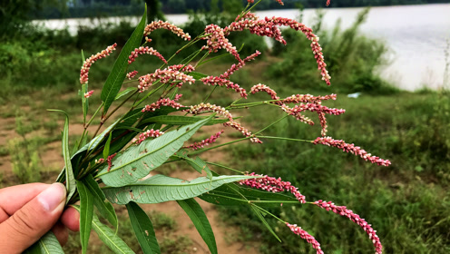 钓鱼者的福音"辣蓼草",人称醉鱼草,比鱼竿实用比鱼枪快!