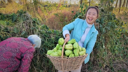 四伯种的佛手瓜结的真不少,个头又大,配五花肉炖着吃真香