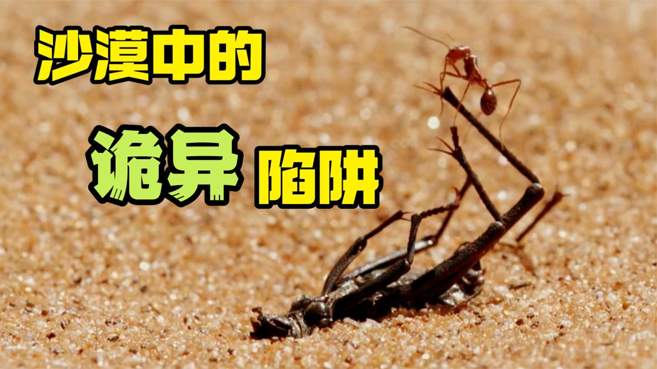 杯夹捕蝇草(皇家红捕蝇草)