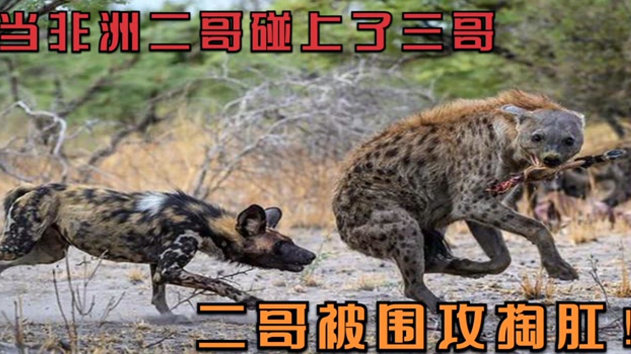 当非洲二哥碰上了三哥,二哥被围攻掏肛,结局让人感到不适