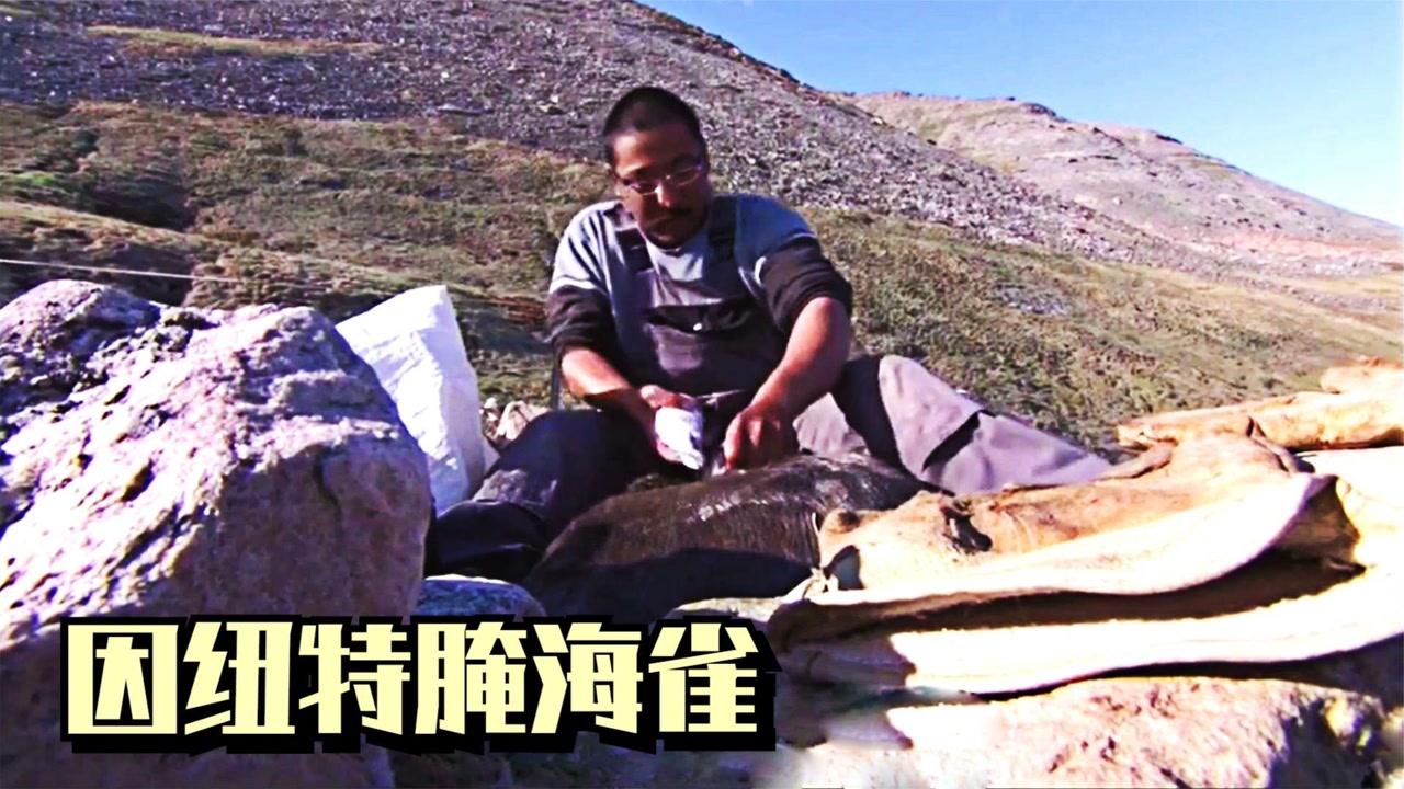 因纽特人的传统美食腌海雀,世界上最臭食物之一,不亚于鲱鱼罐头