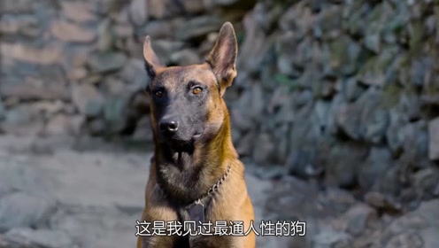 神犬落难,被老人救下之后多次帮家人度过劫难,催泪国产电影