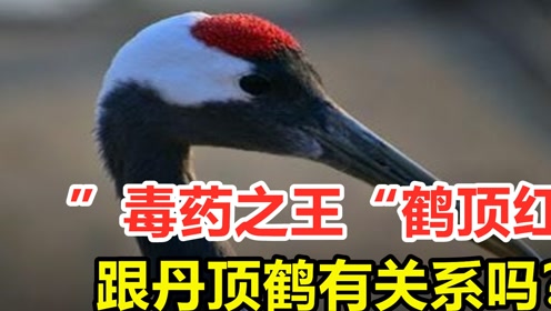 传说中的毒药之王鹤顶红,与丹顶鹤有何关系?现在为何没有了?