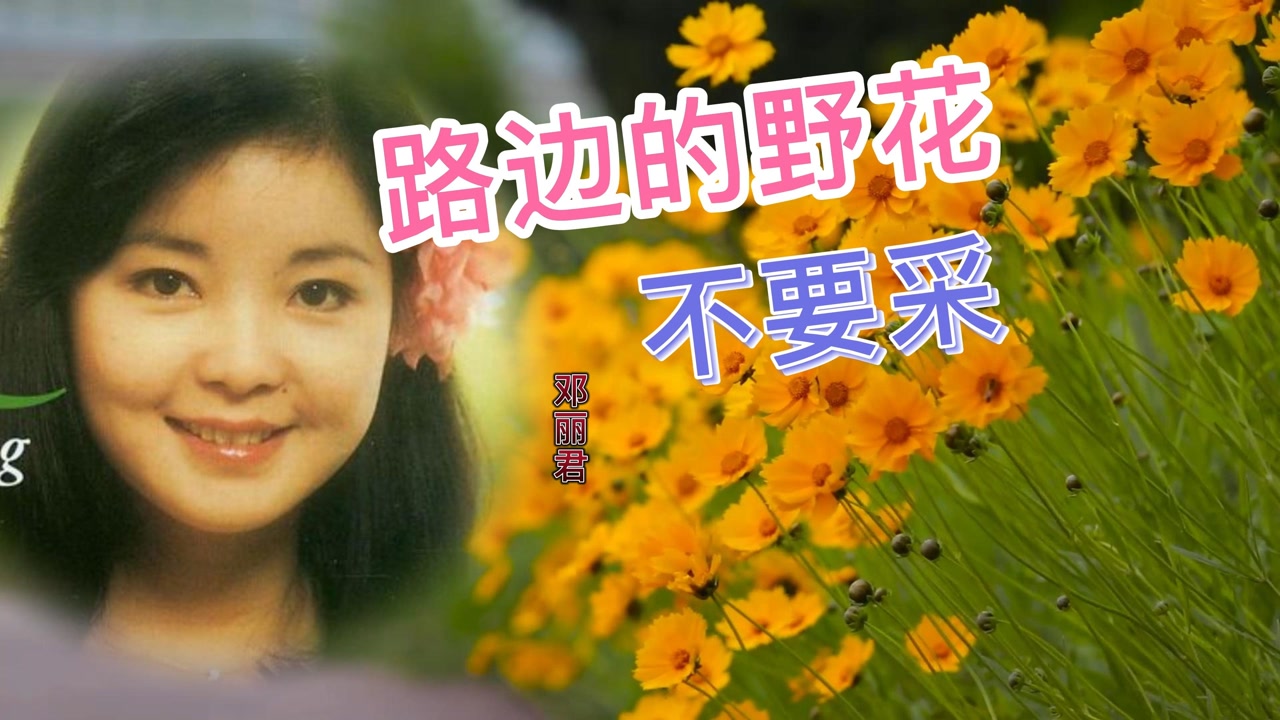 邓丽君一首《路边的野花不要采》太经典了,当年传遍大街小巷
