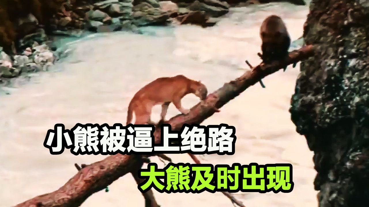 小熊被美洲狮追杀,九死一生,关键时刻,大熊及时赶到