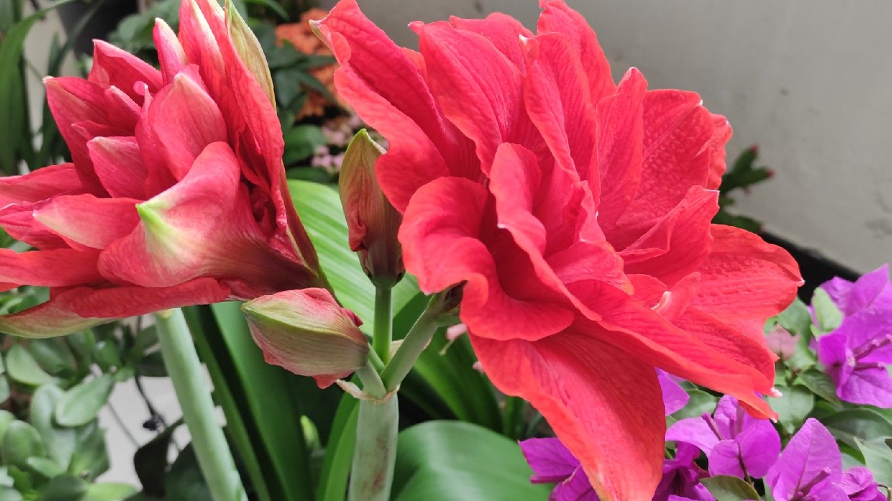 朱顶红大忌(朱顶红大忌长寿花)