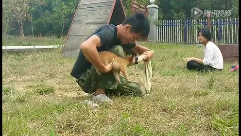 湖南湘南犬业小马 腾讯视频