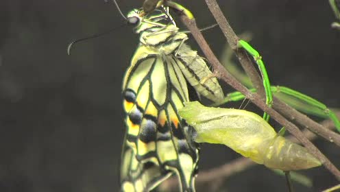 珀凤蝶结蛹羽化 腾讯视频
