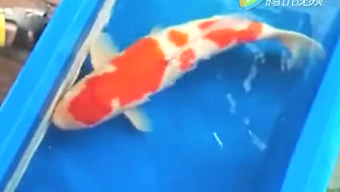 腾讯视频