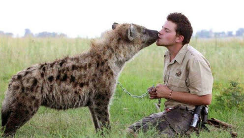 这个人真正成功驯养了非洲二哥,鬣狗在他面前像宠物狗一般温顺