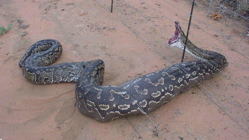 实拍越南传说中的巨大蟒蛇,真的太可怕了!