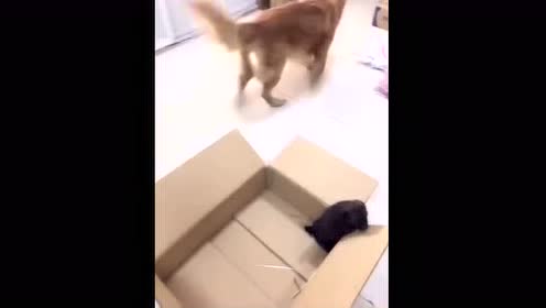 金毛犬宠物狗萌宠萌物宠物小狗训练狗狗 腾讯视频