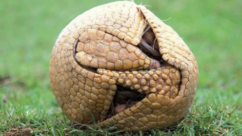 巴西国宝,可以拿来当球踢的一种生物