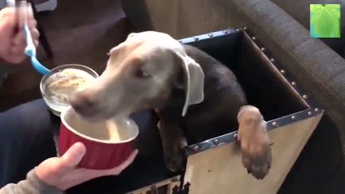 猫巨食道症 腾讯视频