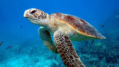 动物王国之海龟的一生,1000只海龟宝宝只有2只活到成年