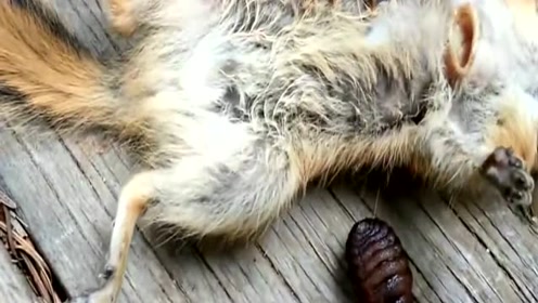 一只完全被寄生虫活活害死的小松鼠,看着好可怜